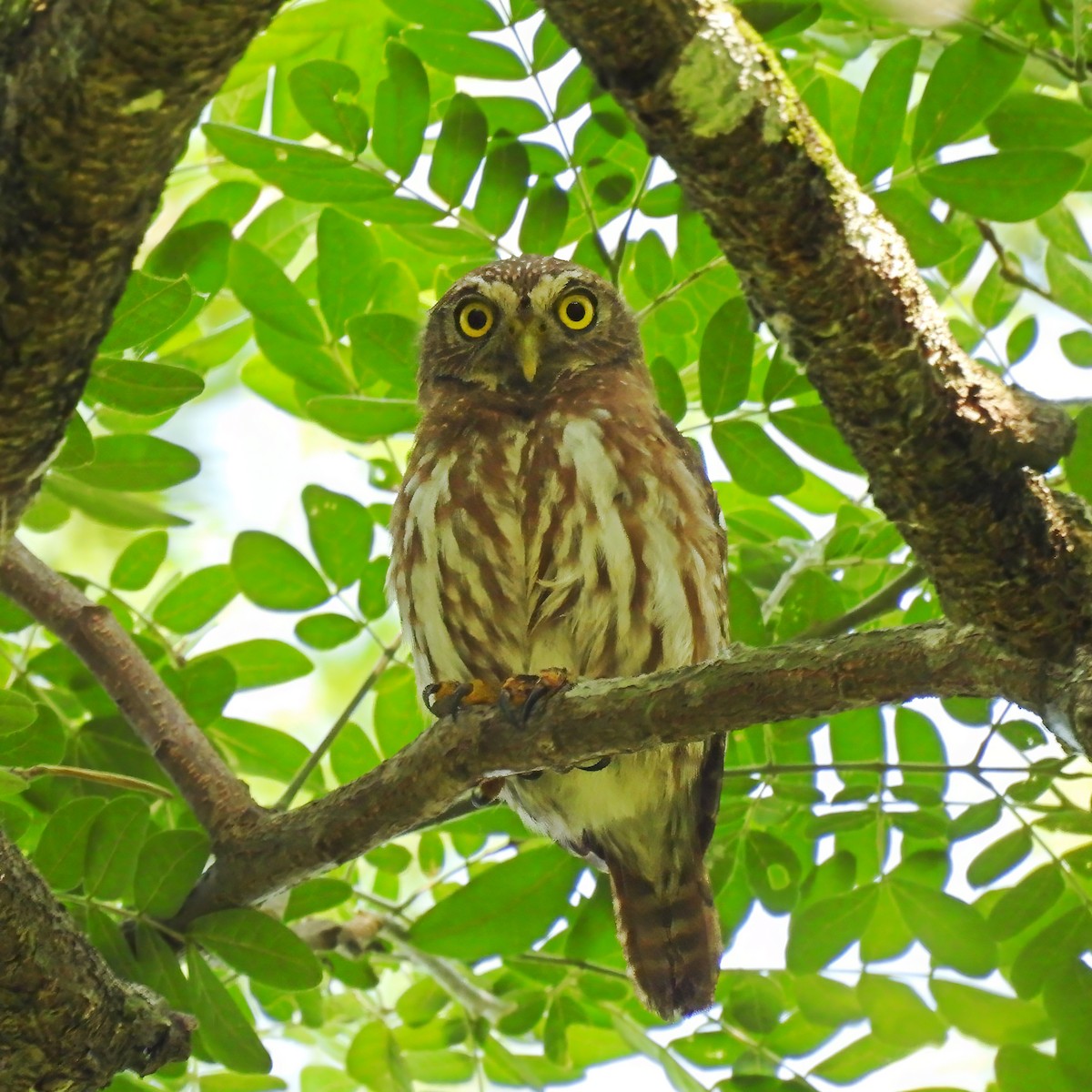 Ferruginous Pygmy-Owl - ML619343572