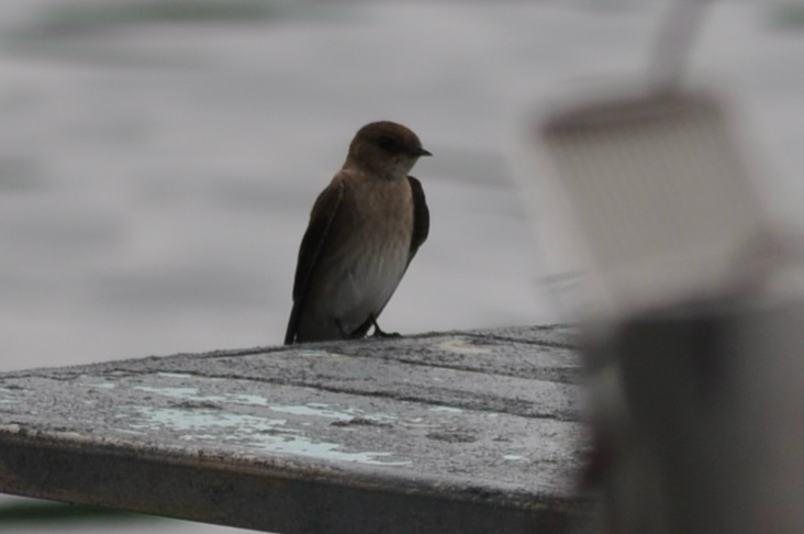 Northern Rough-winged Swallow - ML619343628
