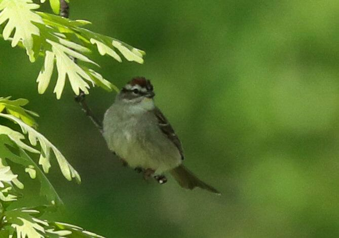 Chipping Sparrow - ML619343635