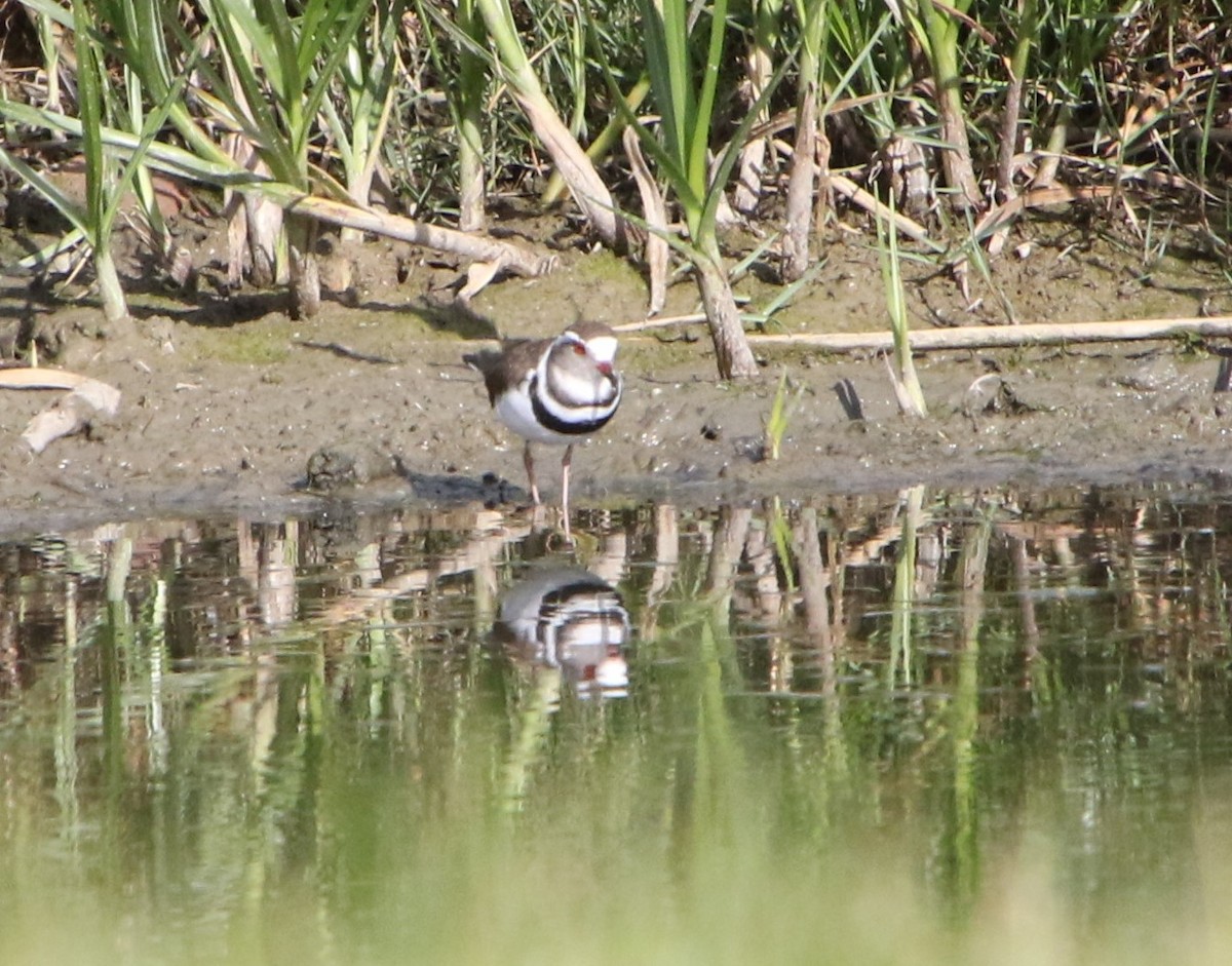 Three-banded Plover - ML619343681