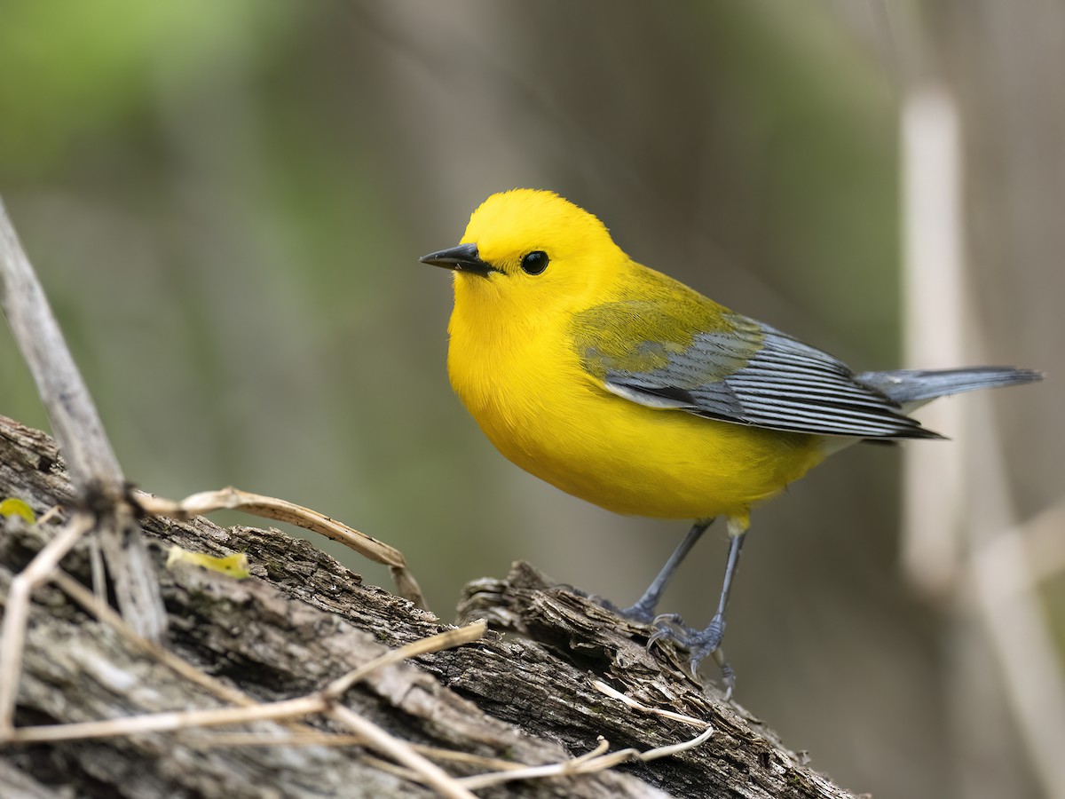 Prothonotary Warbler - ML619343688
