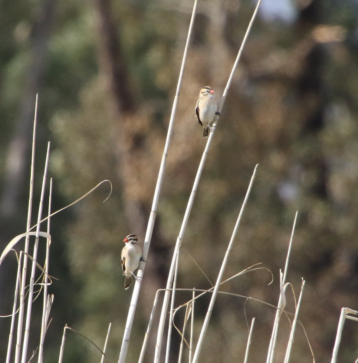 Pin-tailed Whydah - ML619343731