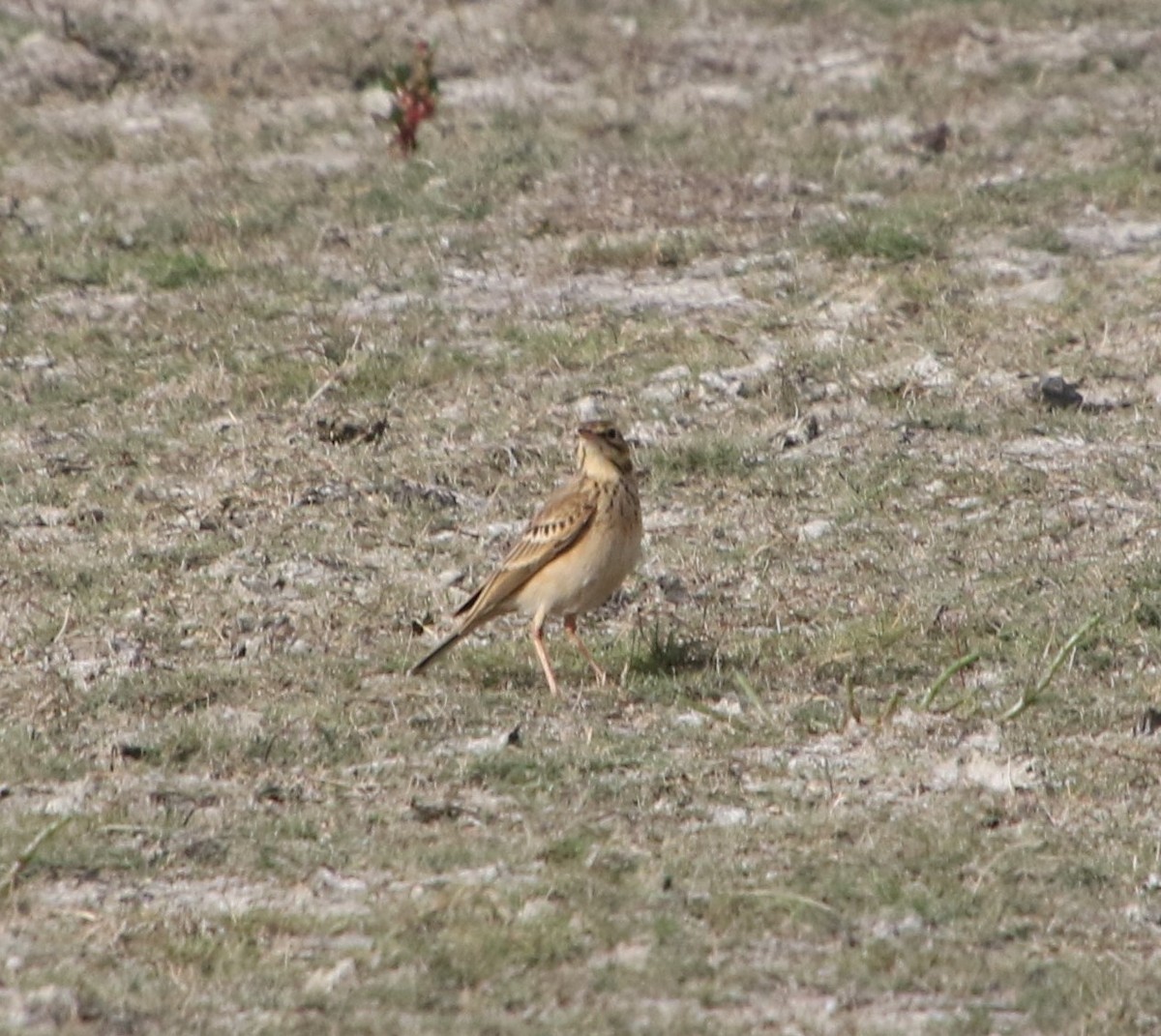 African Pipit - ML619343738