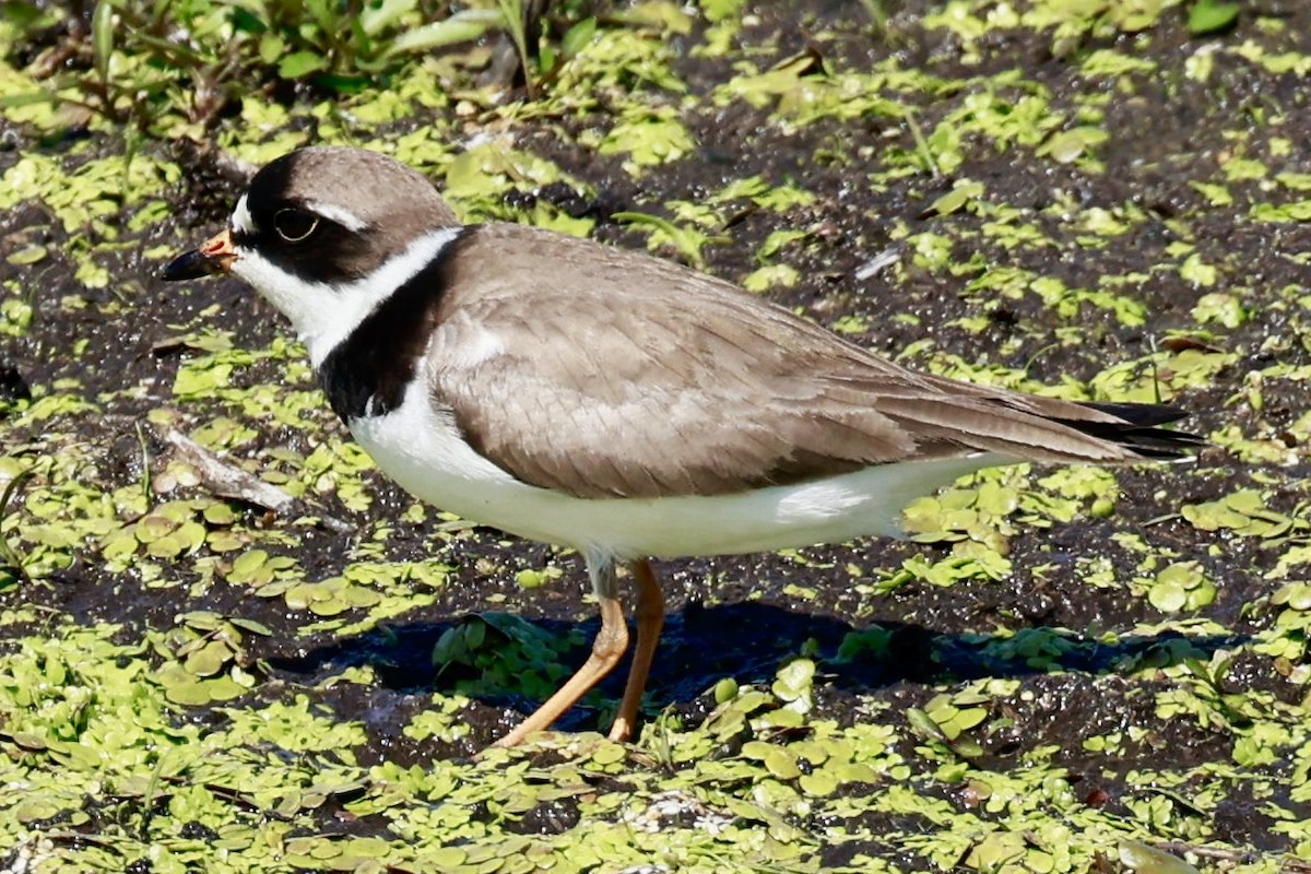 Semipalmated Plover - ML619343817