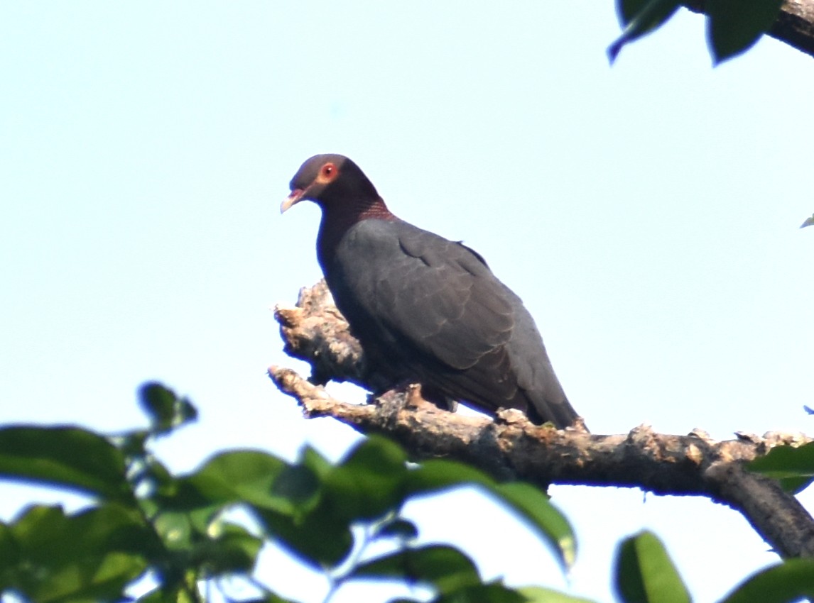 Pigeon à cou rouge - ML619343819