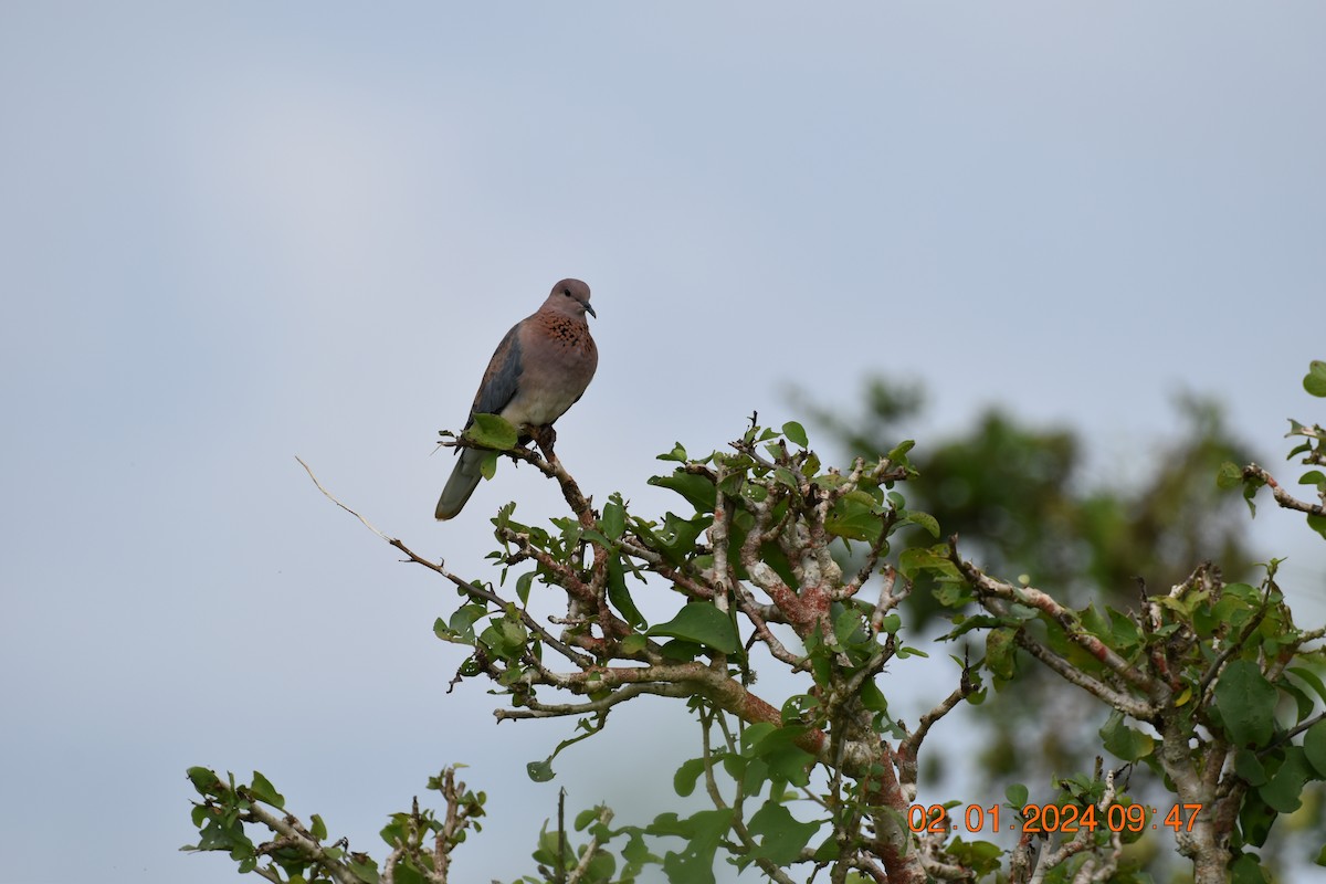 Laughing Dove - ML619343921