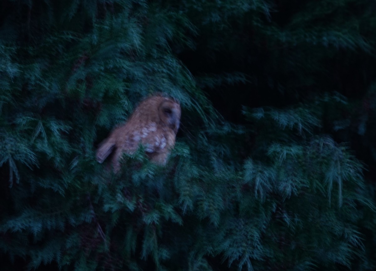 Tawny Owl - ML619343941