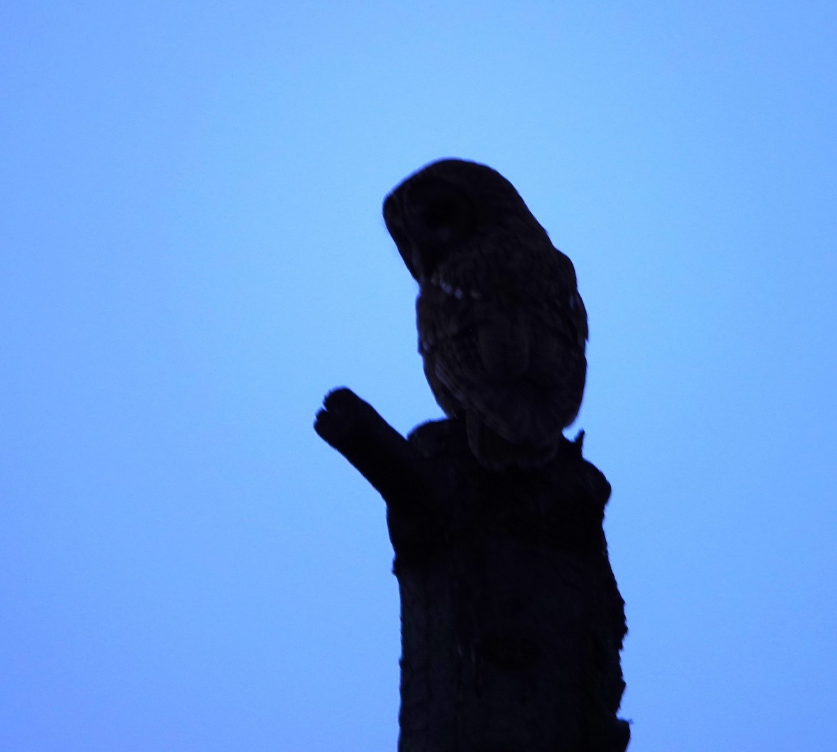 Tawny Owl - ML619343944