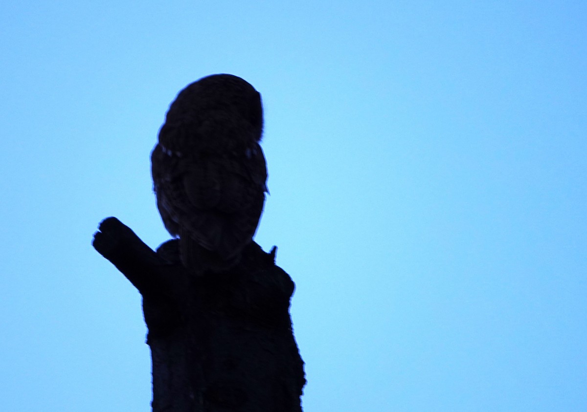 Tawny Owl - ML619343947