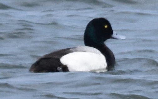 Greater Scaup - ML619344051