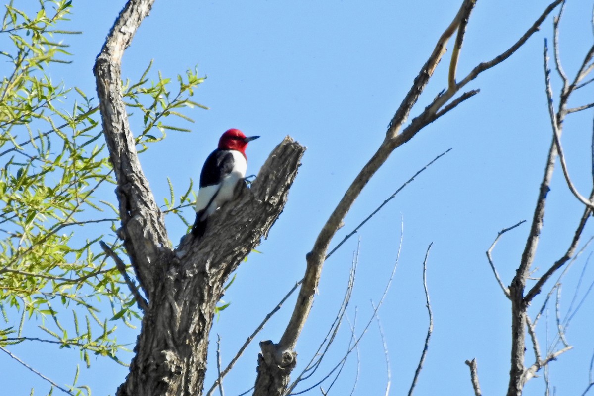 Red-headed Woodpecker - ML619344058