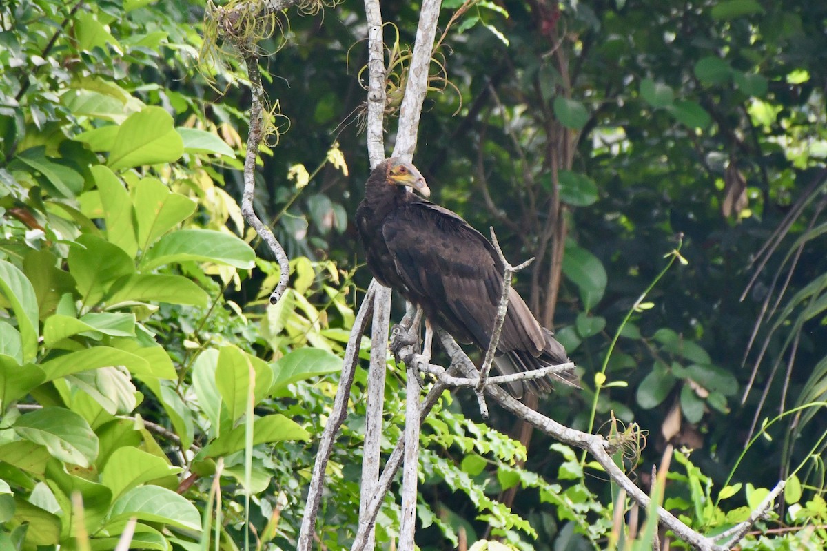 Lesser Yellow-headed Vulture - ML619344078