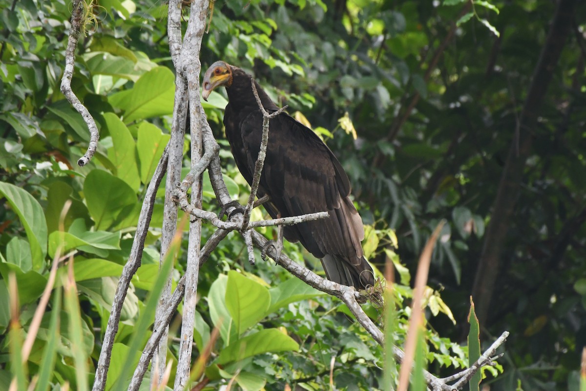 Lesser Yellow-headed Vulture - ML619344080