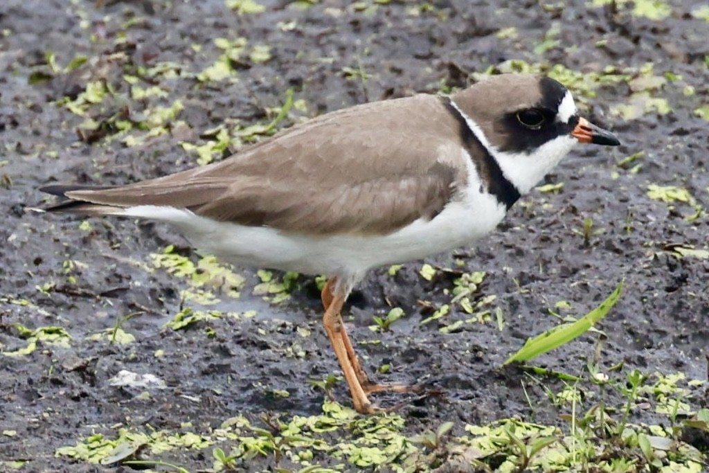 Semipalmated Plover - ML619344083