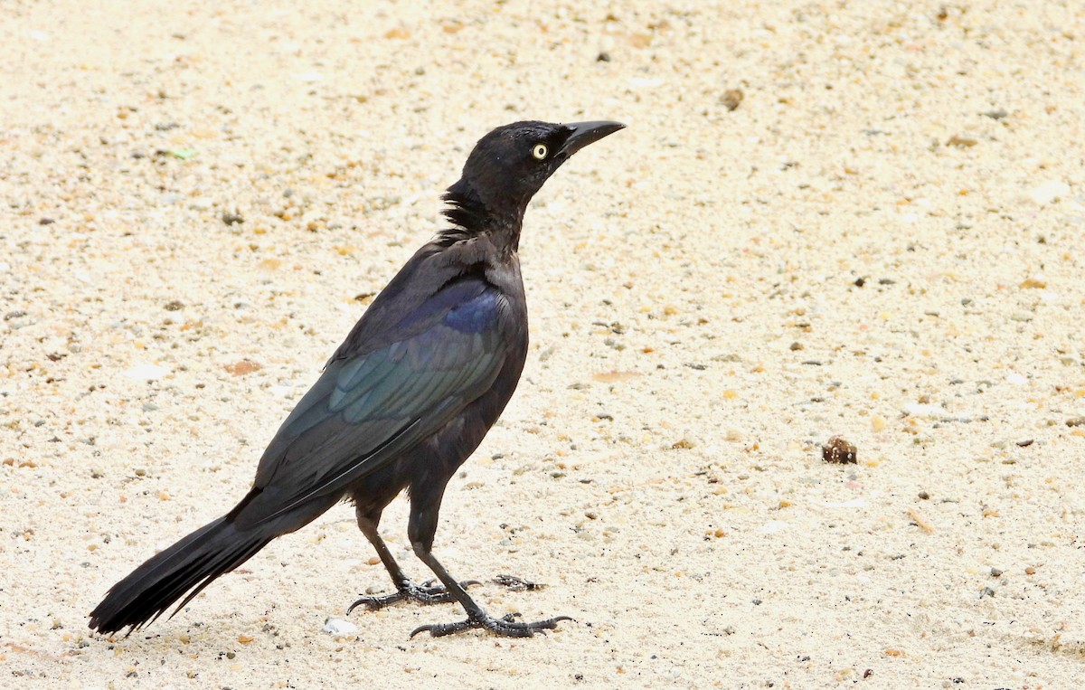 Great-tailed Grackle - ML619344104
