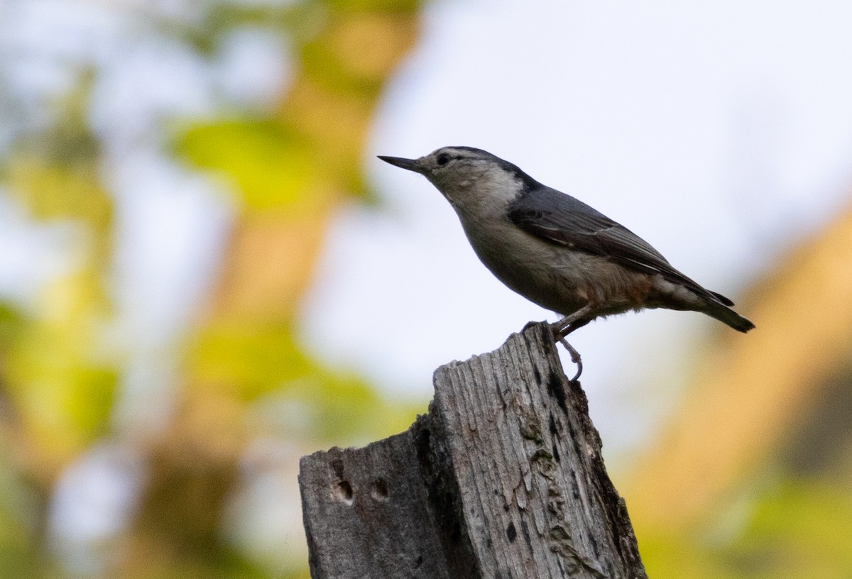 White-breasted Nuthatch - ML619344116