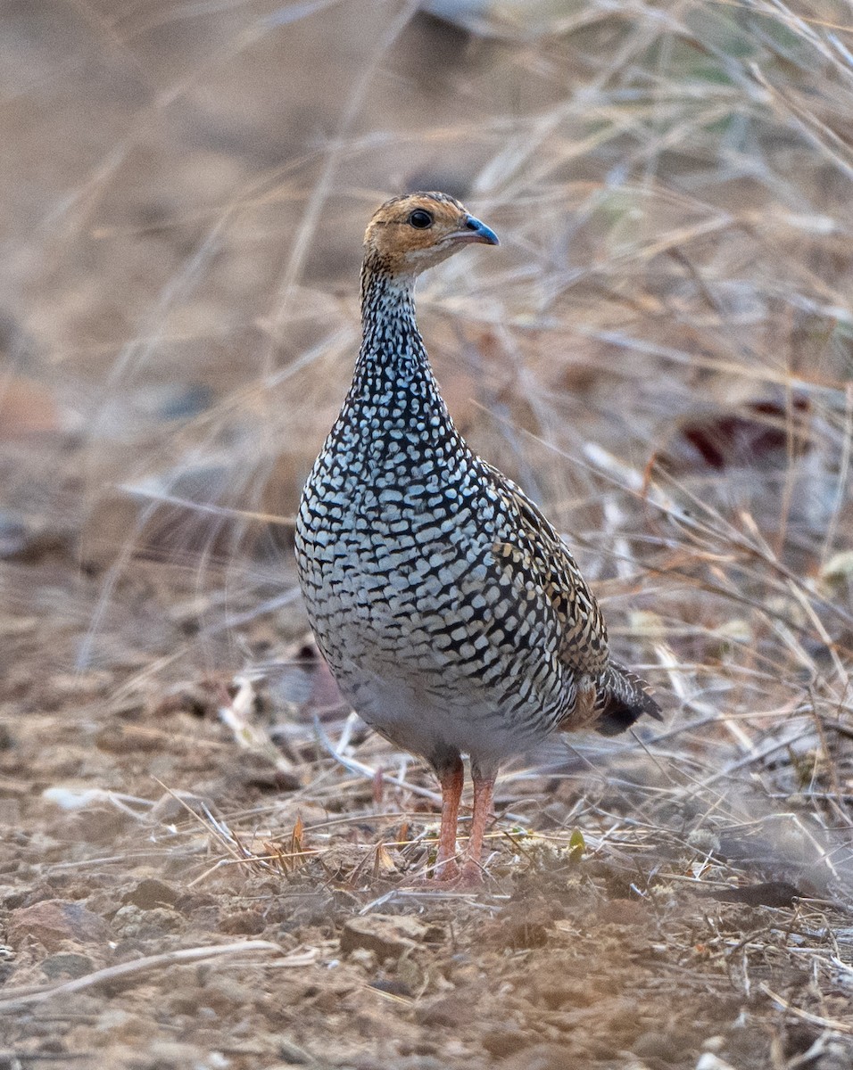 Painted Francolin - ML619344117