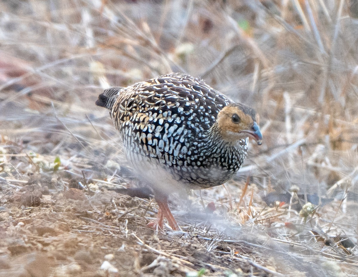 Painted Francolin - ML619344118