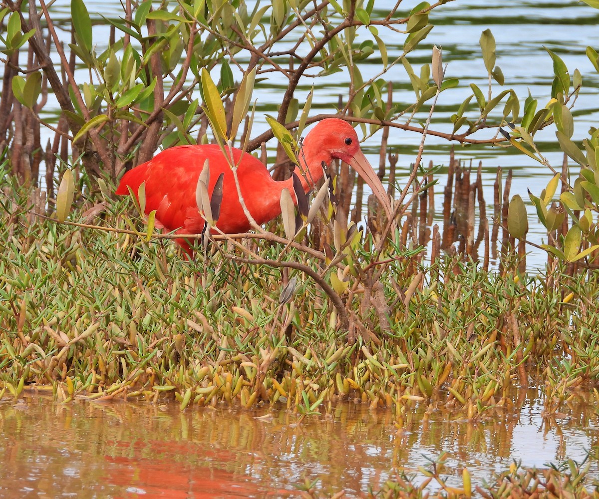 ibis rudý - ML619344119