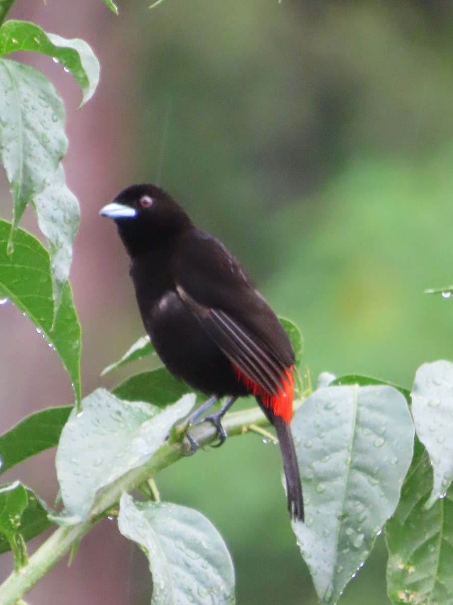 Scarlet-rumped Tanager - ML619344130