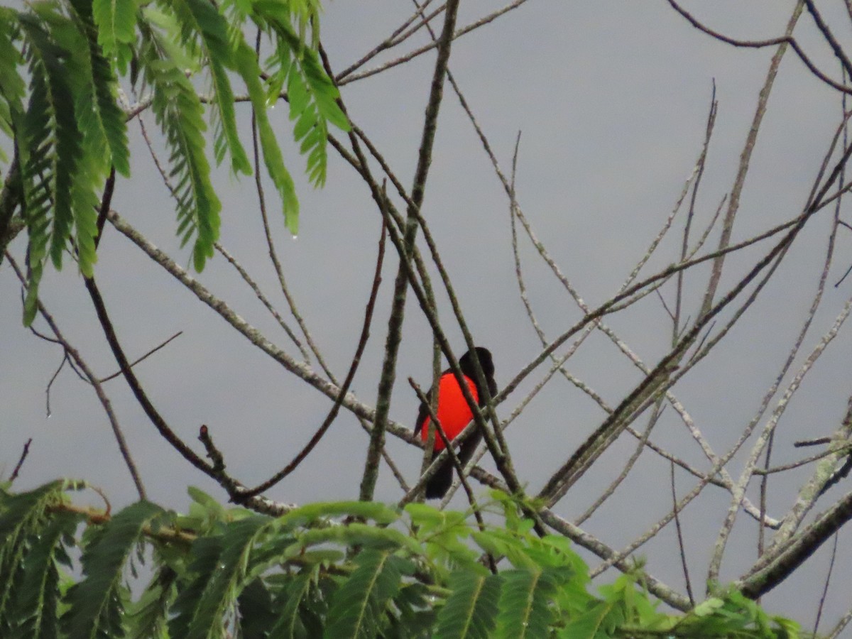 Scarlet-rumped Tanager - ML619344133