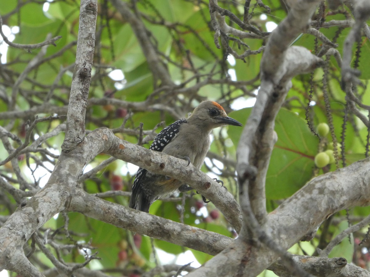 Red-crowned Woodpecker - ML619344142
