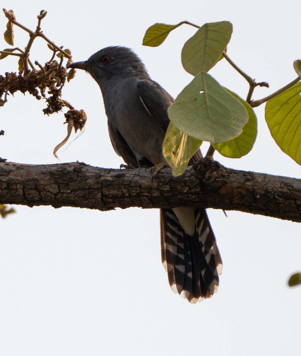 Gray-bellied Cuckoo - ML619344144