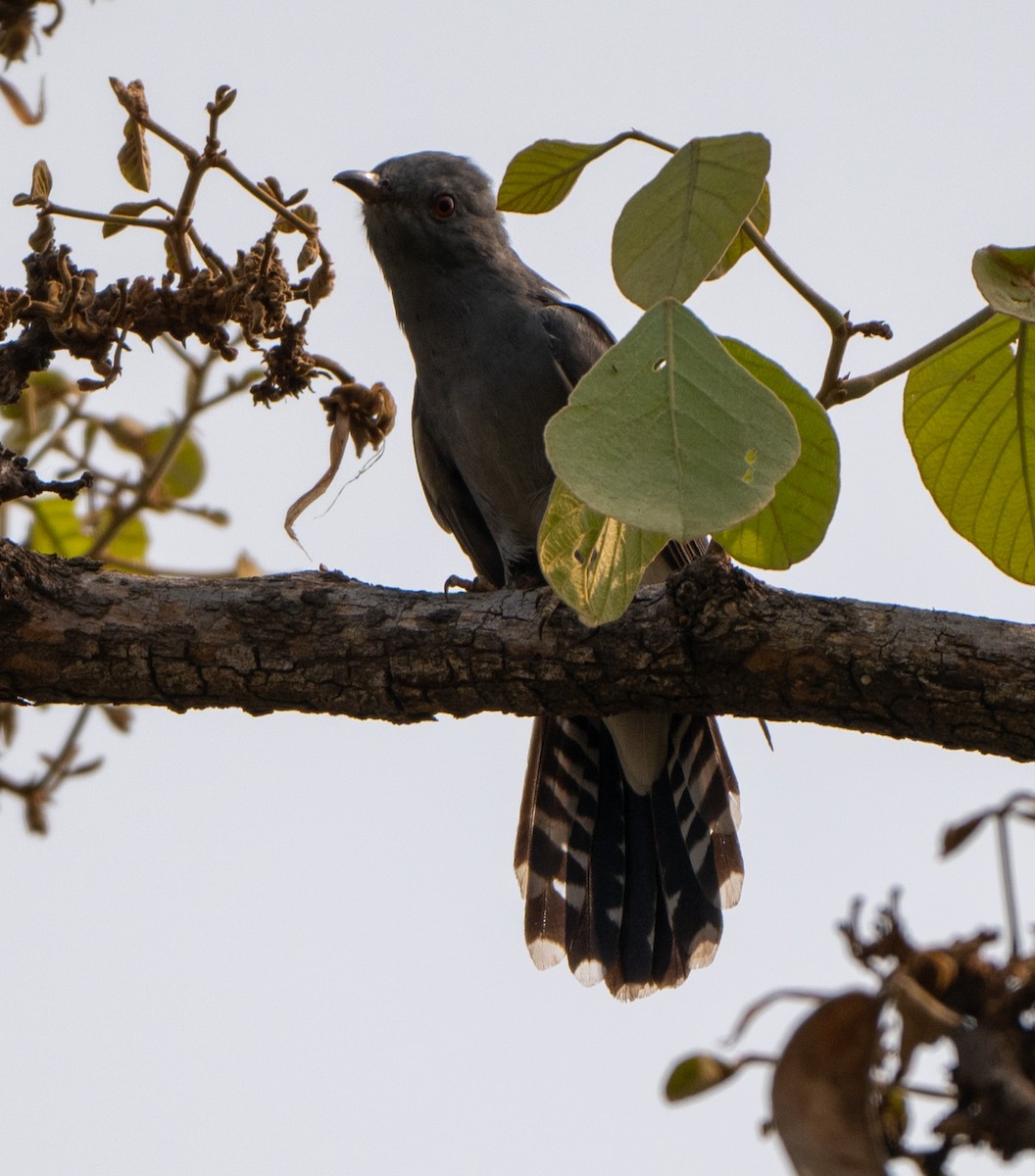 Gray-bellied Cuckoo - ML619344145