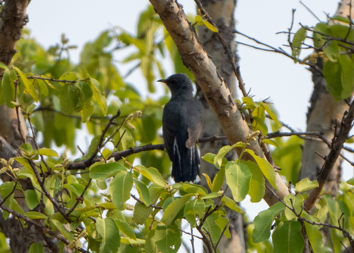 Gray-bellied Cuckoo - ML619344147