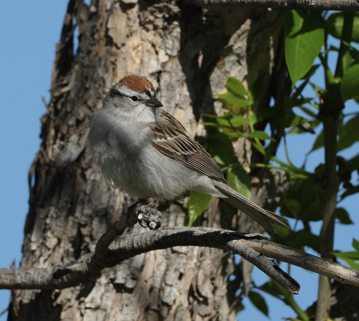 Chipping Sparrow - ML619344158