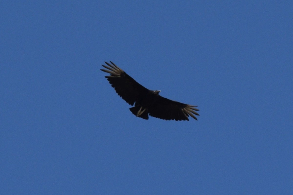 Black Vulture - ML619344169
