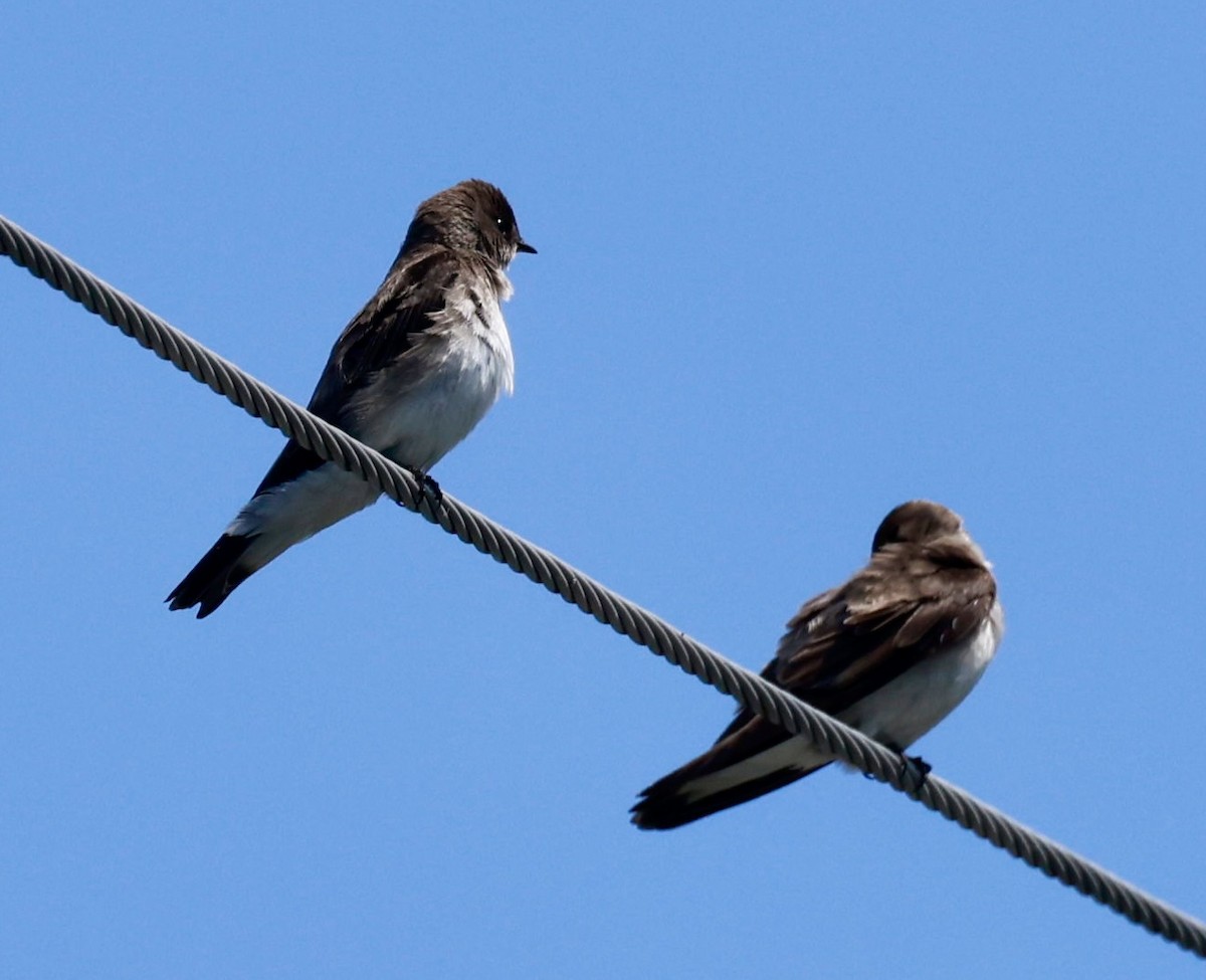 Northern Rough-winged Swallow - ML619344188