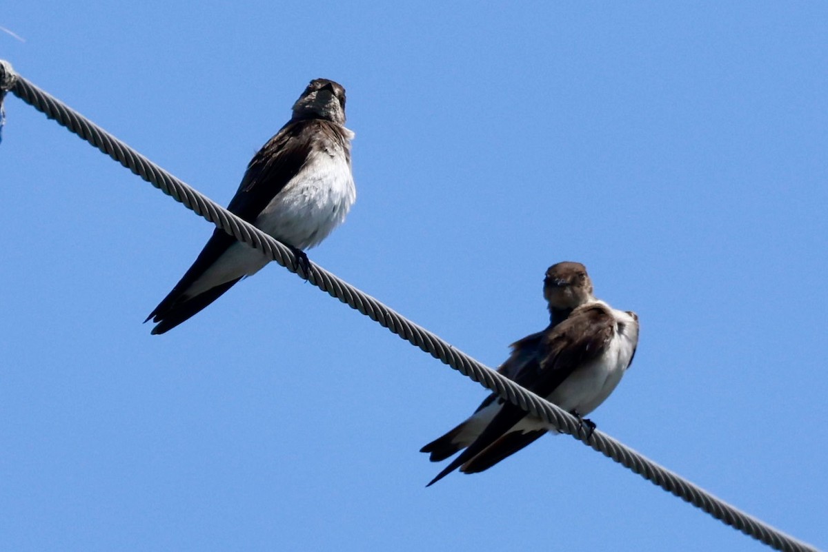 Northern Rough-winged Swallow - ML619344189