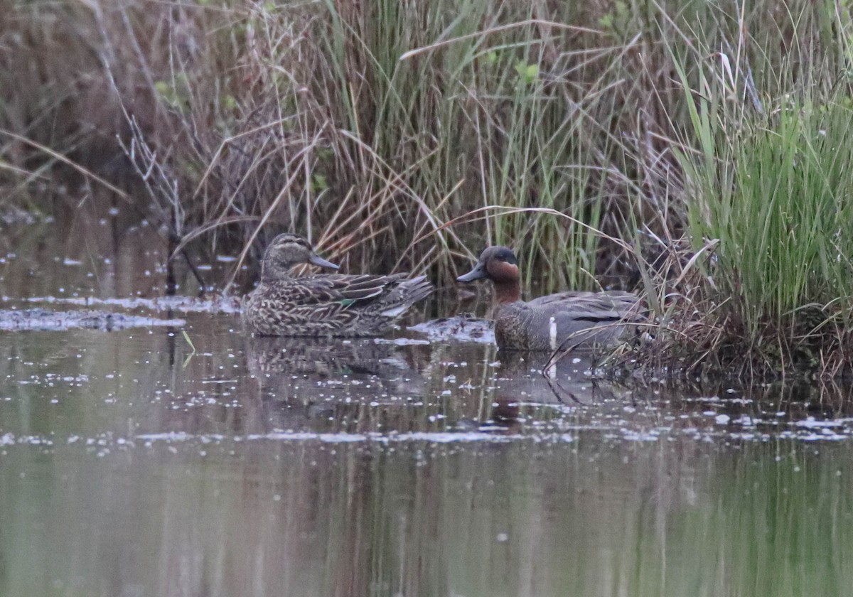 Green-winged Teal - ML619344190