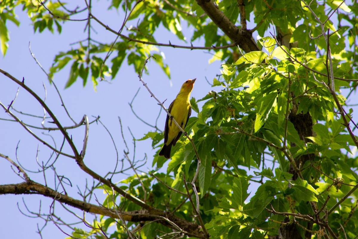 Western Tanager - ML619344204