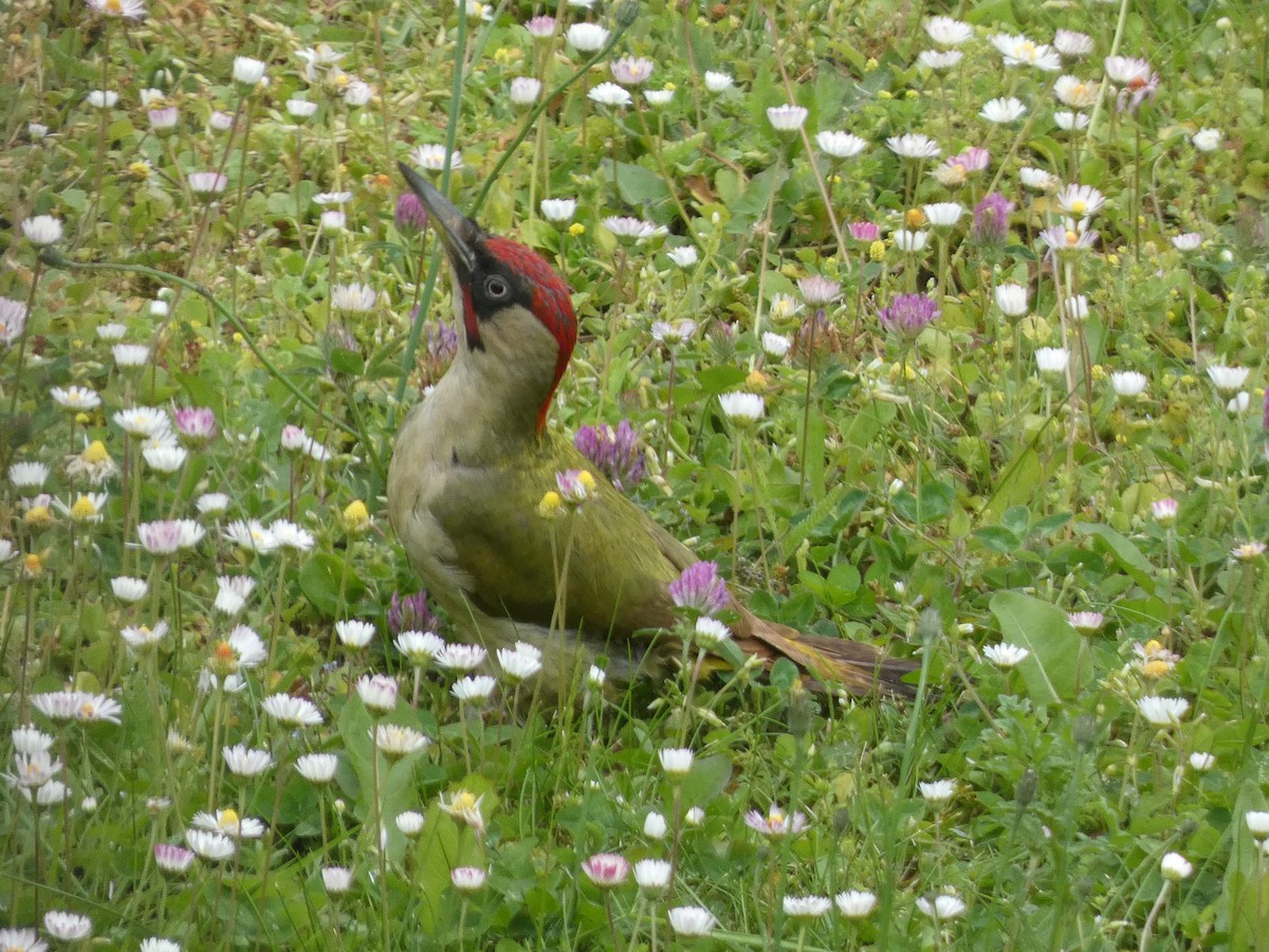 Eurasian Green Woodpecker - ML619344237