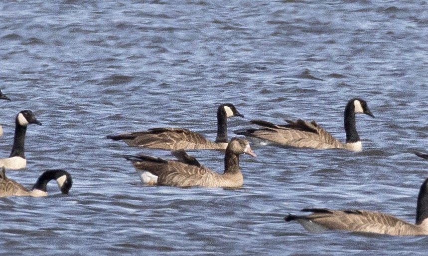 Greater White-fronted x Canada Goose (hybrid) - ML619344246