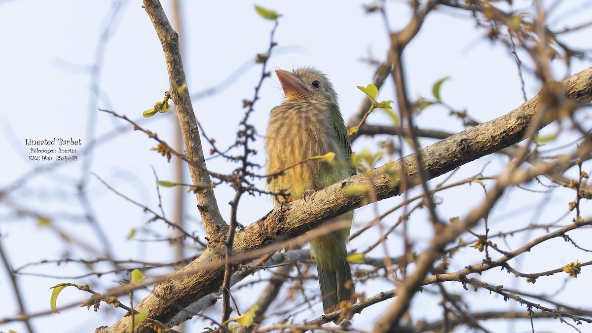 Lineated Barbet - ML619344263