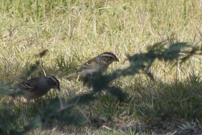 Clay-colored Sparrow - ML619344309
