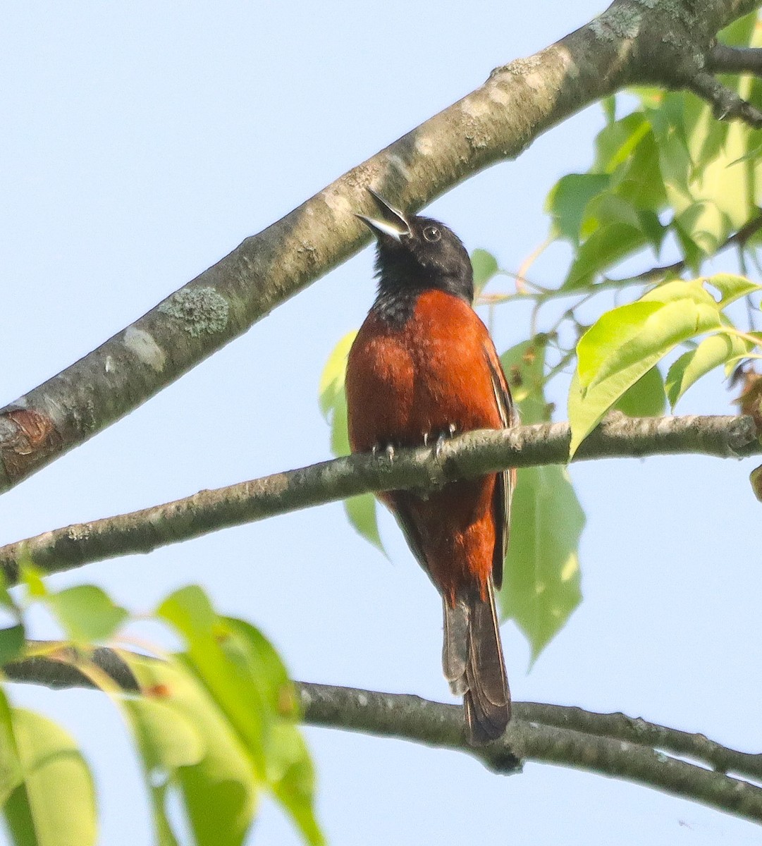Orchard Oriole - ML619344397