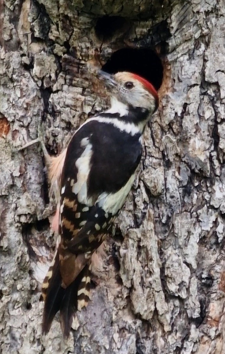 Middle Spotted Woodpecker - ML619344529