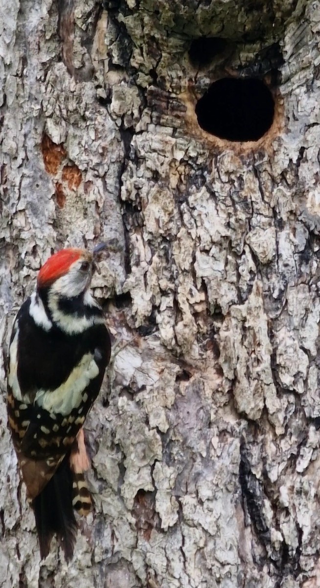 Middle Spotted Woodpecker - ML619344531