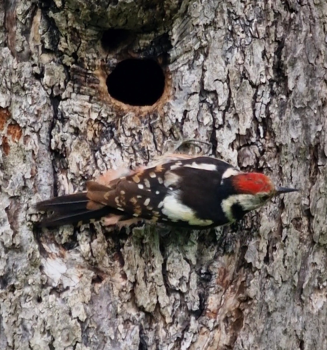 Middle Spotted Woodpecker - ML619344533