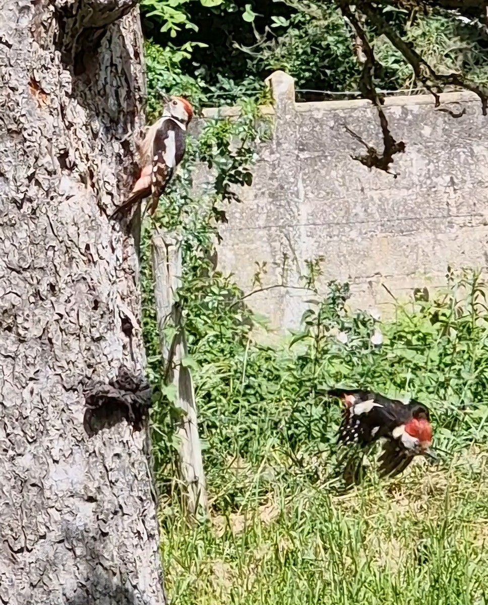 Middle Spotted Woodpecker - ML619344537