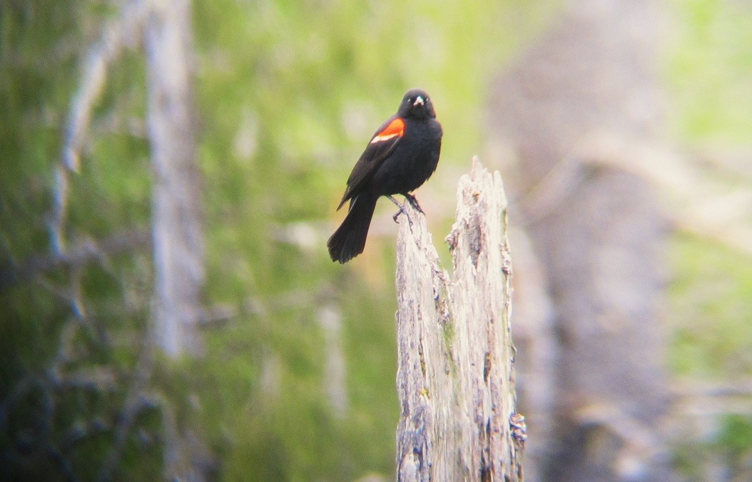 Red-winged Blackbird - ML619344593
