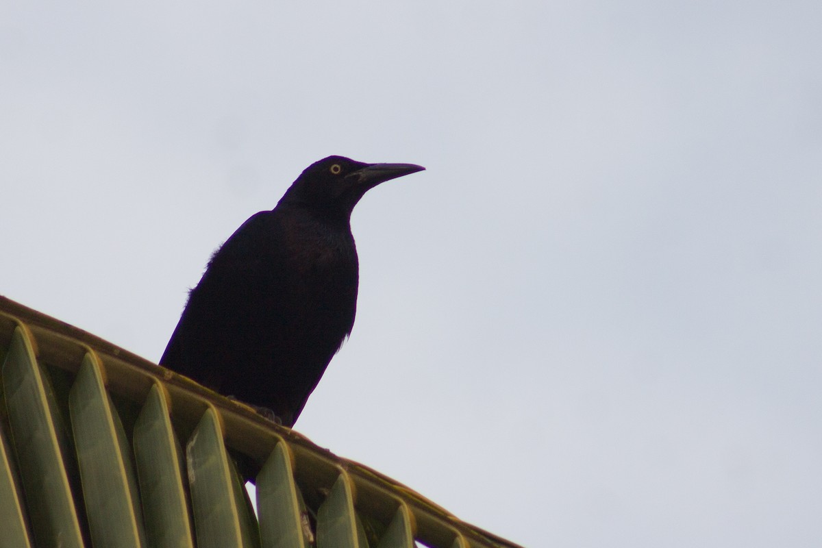 Great-tailed Grackle - ML619344608