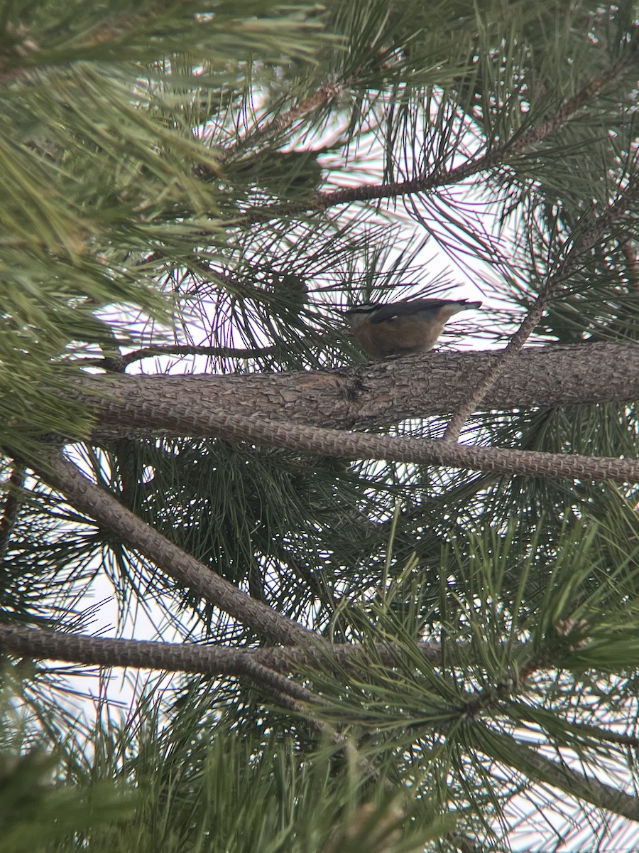 Red-breasted Nuthatch - ML619344614