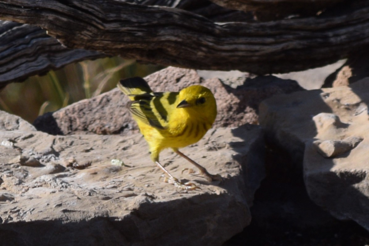 Yellow Warbler (Northern) - ML619344619