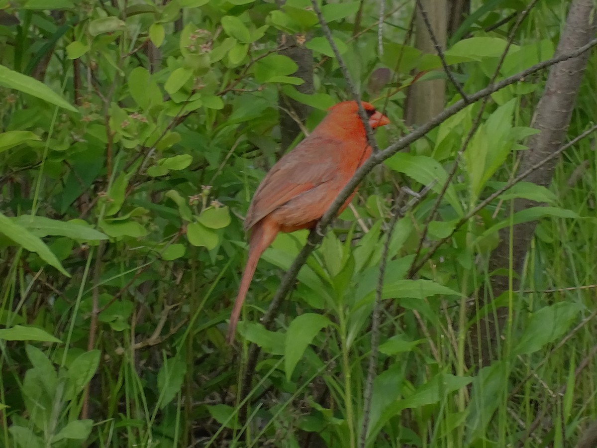 Cardinal rouge - ML619344654