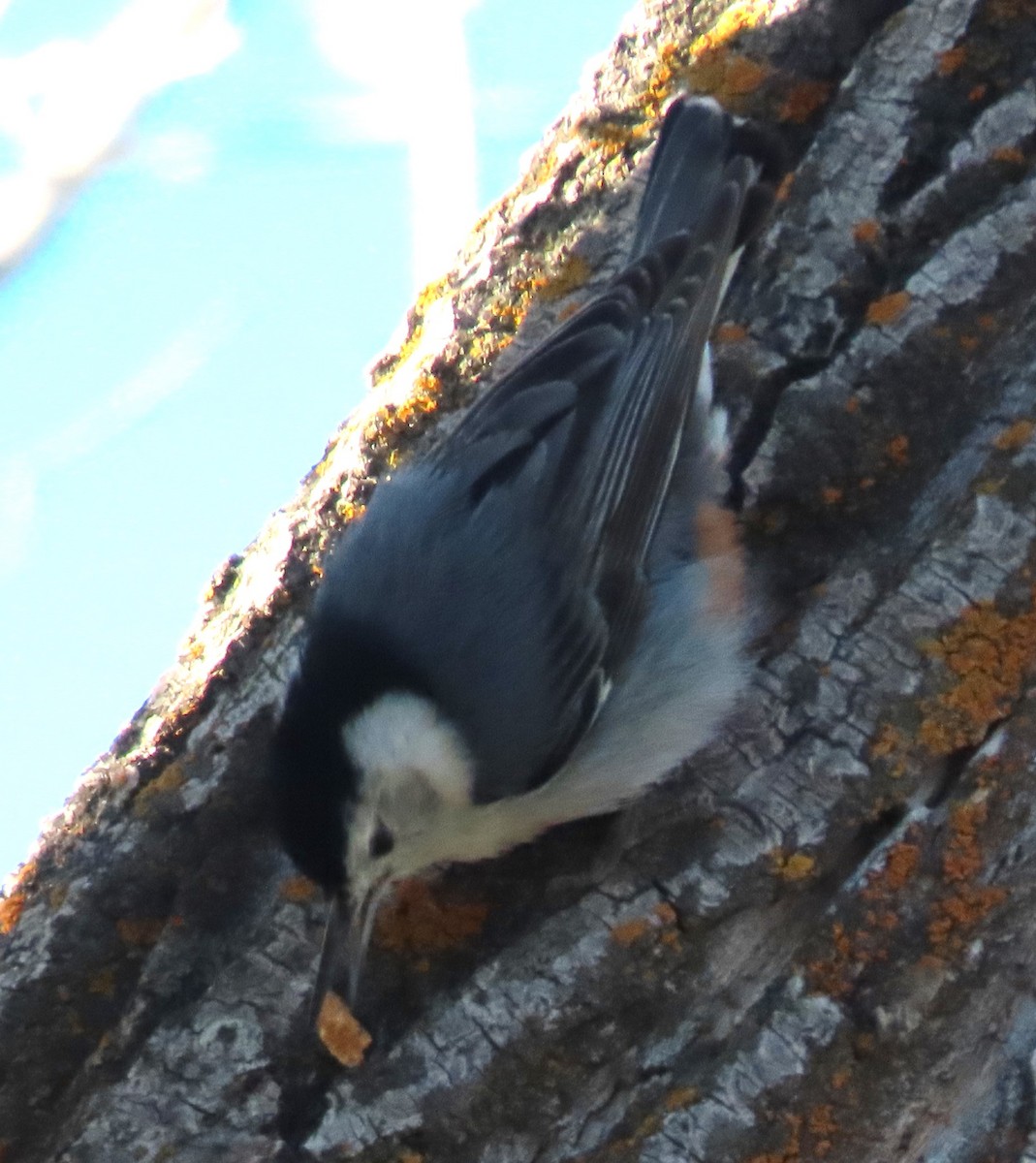 White-breasted Nuthatch - ML619344675
